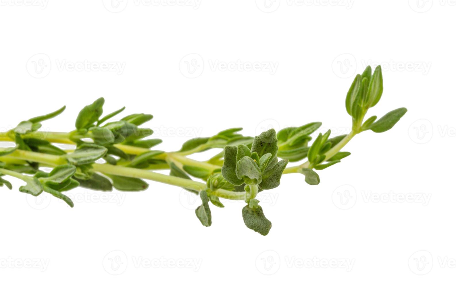 Thyme branch on white background photo