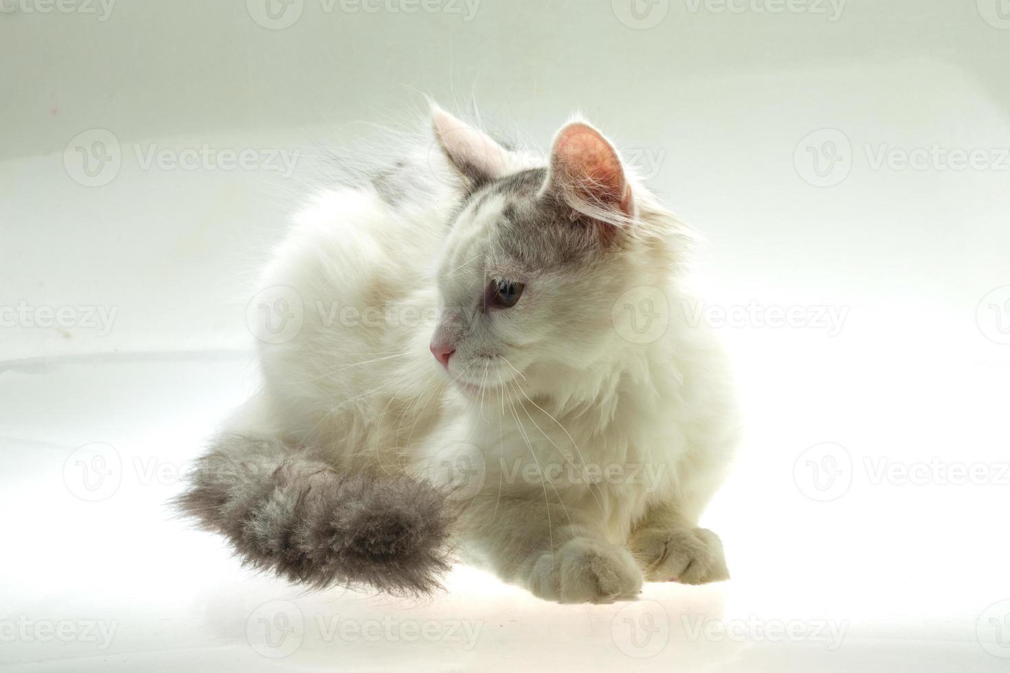 Young cat close up view photo