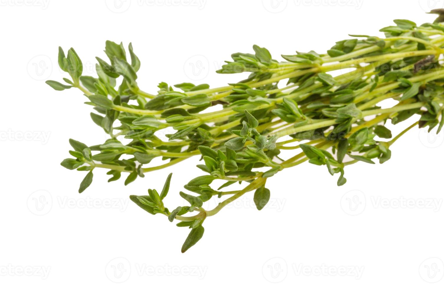 Thyme branch on white background photo