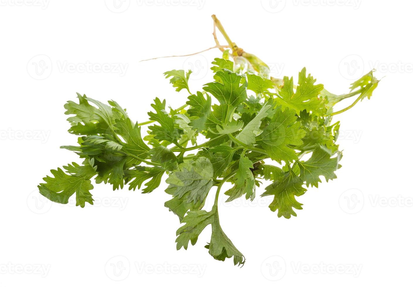 cilantro sobre fondo blanco foto