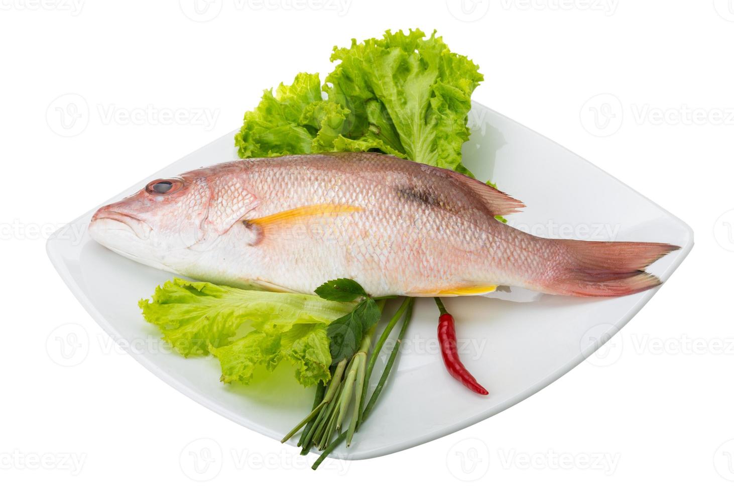 Raw red snapper photo