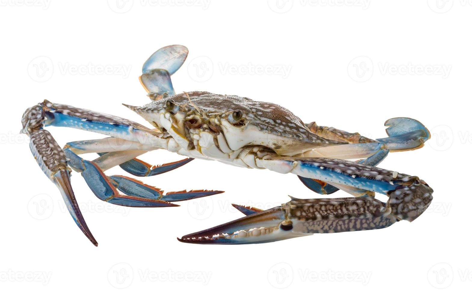 Raw blue crab on white background photo
