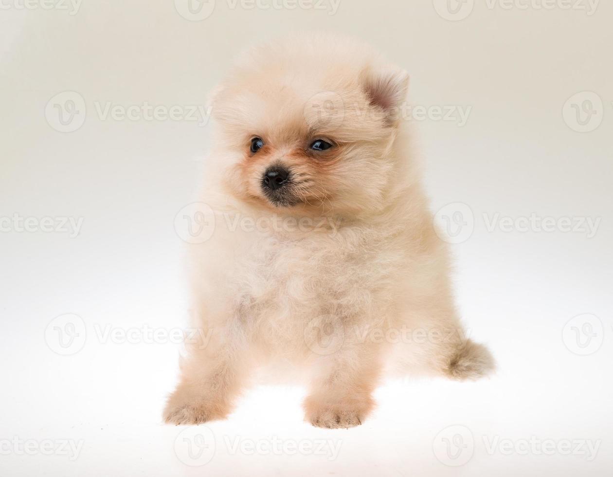 cachorro de pomerania spitz foto