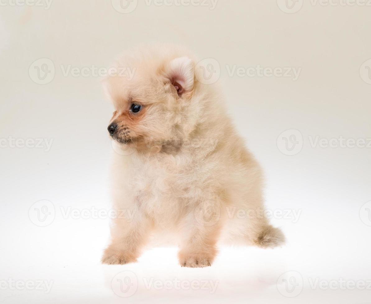 Pomeranian spitz puppy photo