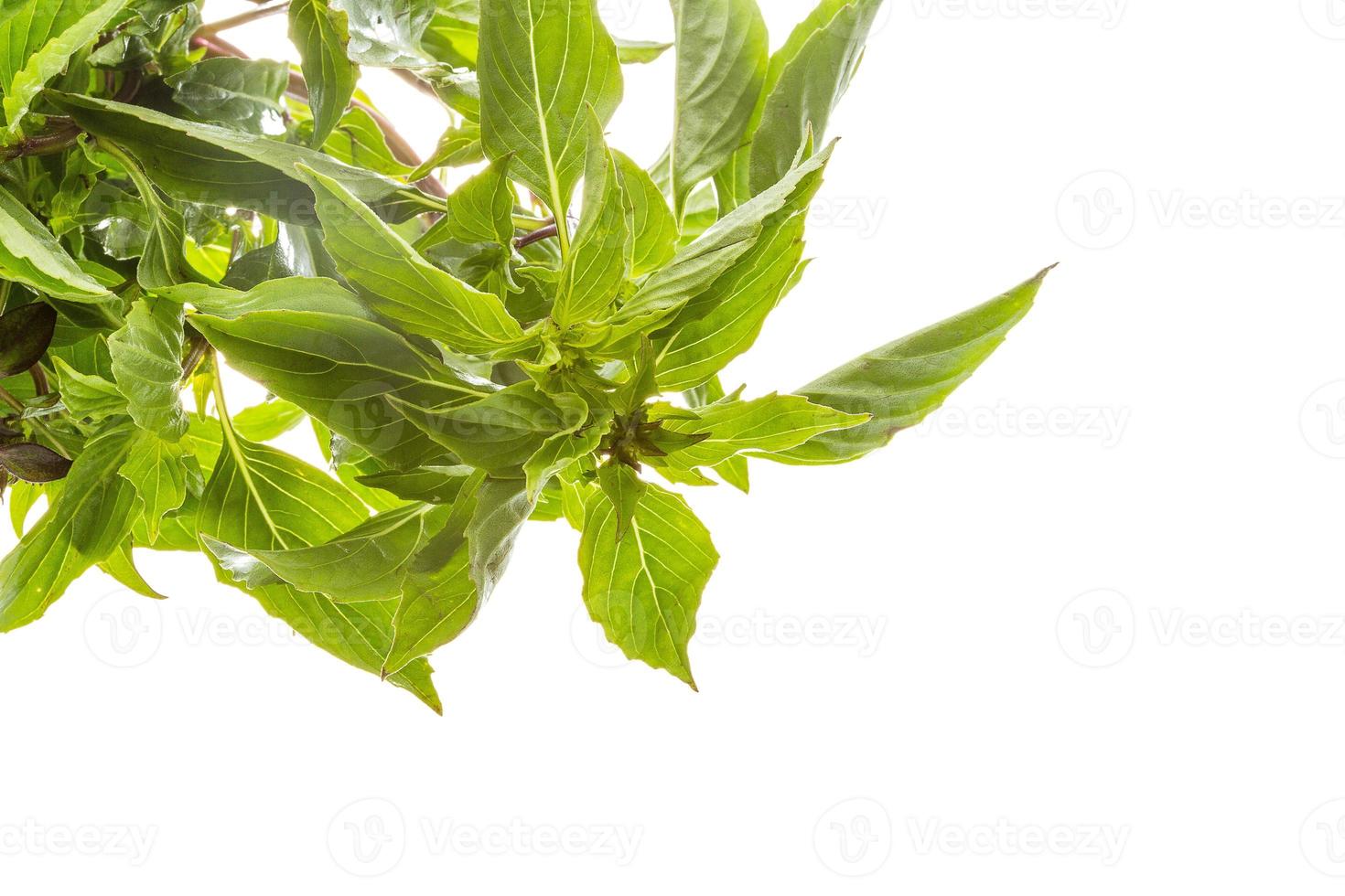 pepper mint on white background photo
