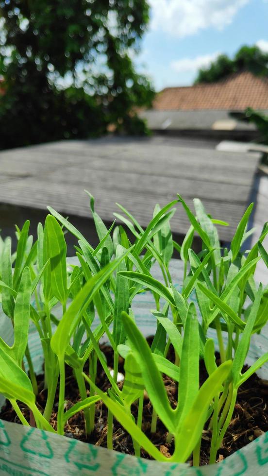 fresh chili tree shoots growing in pots photo