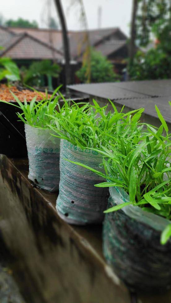 fresh chili tree shoots growing in pots photo