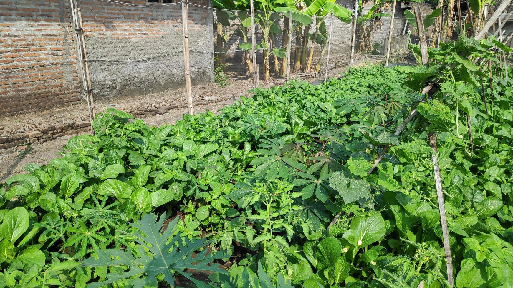vegetable plants that thrive in the garden photo