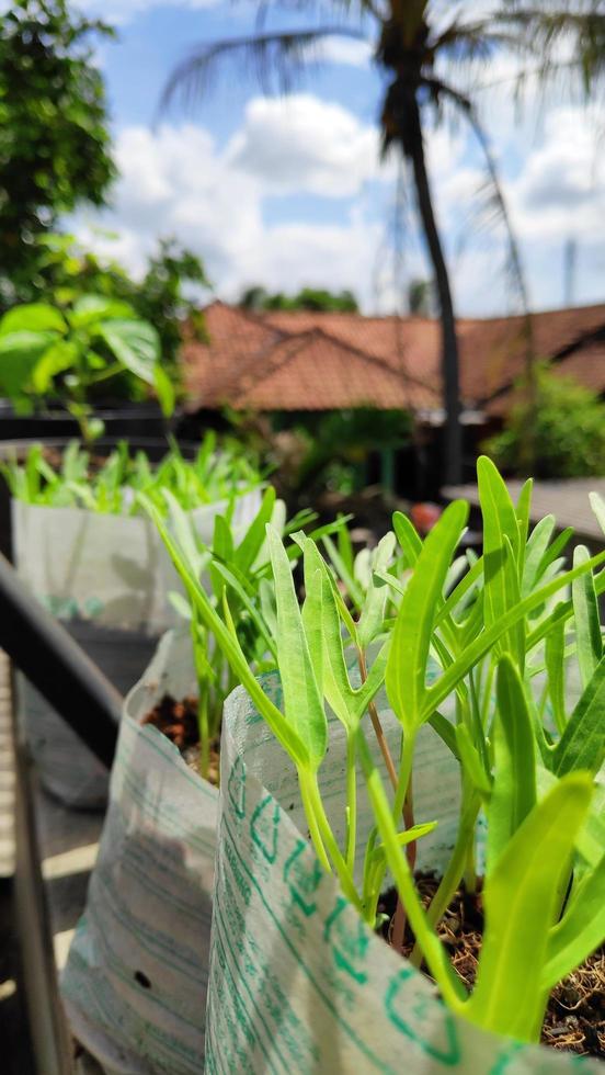 fresh chili tree shoots growing in pots photo