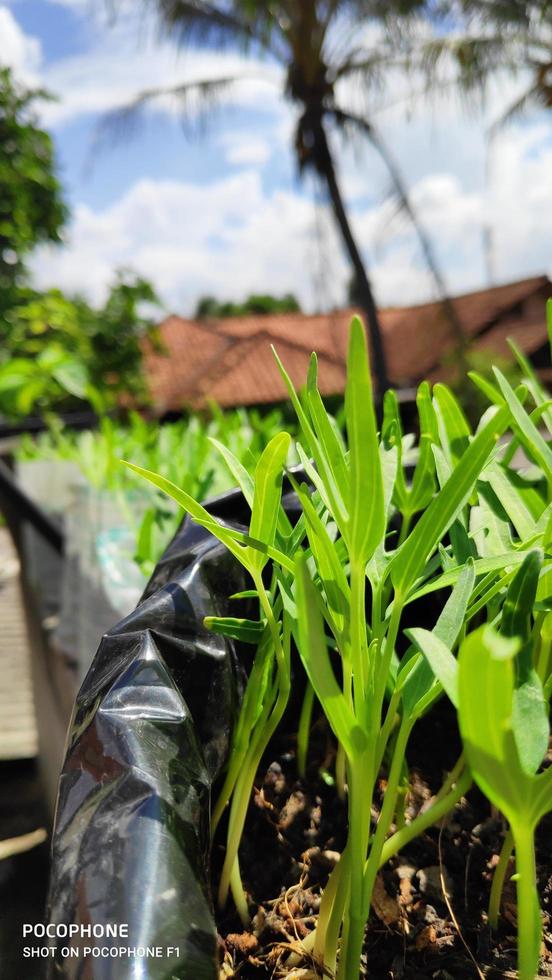 fresh chili tree shoots growing in pots photo
