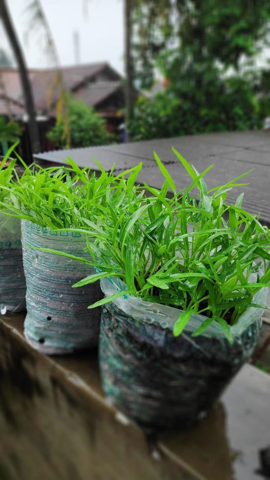fresh chili tree shoots growing in pots photo
