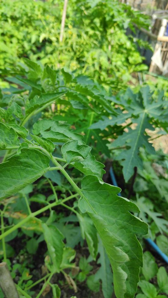 plantas vegetales que prosperan en el jardín foto