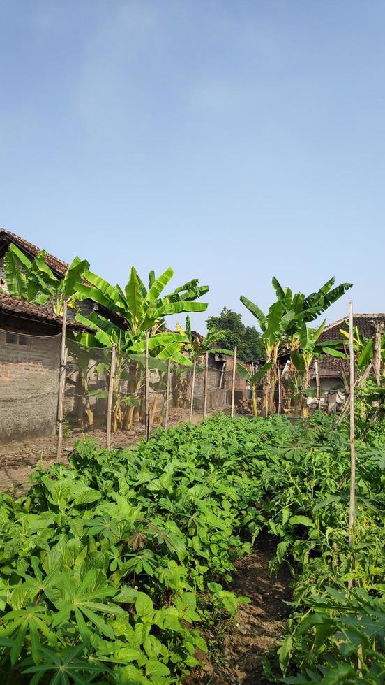 vegetable plants that thrive in the garden photo