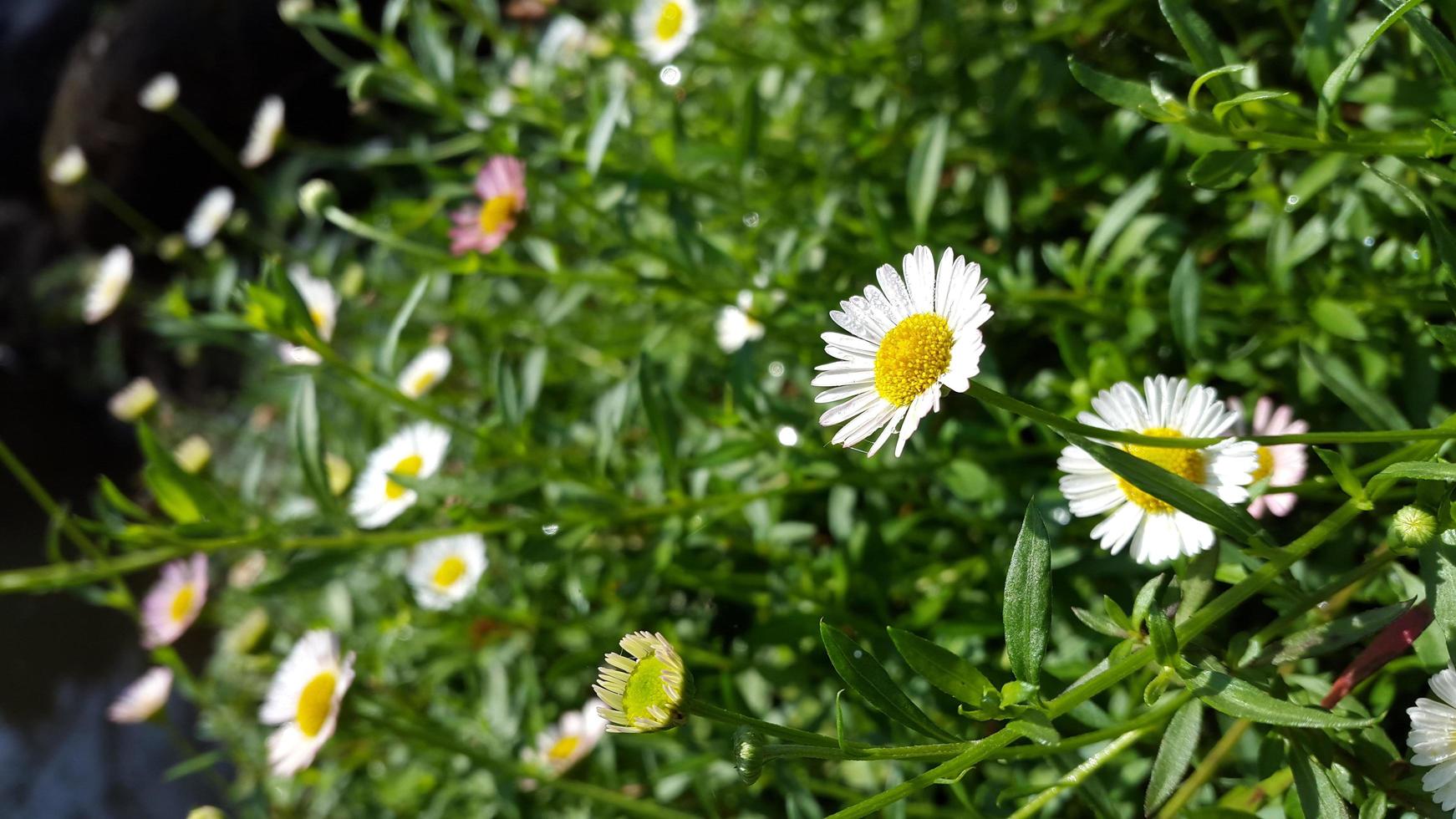 flores de margarita comunes en los jardines, pétalos blancos, centro amarillo foto