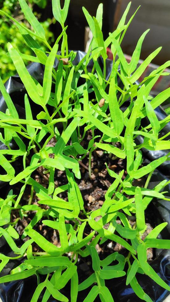 Fresh chili tree shoots that thrive photo