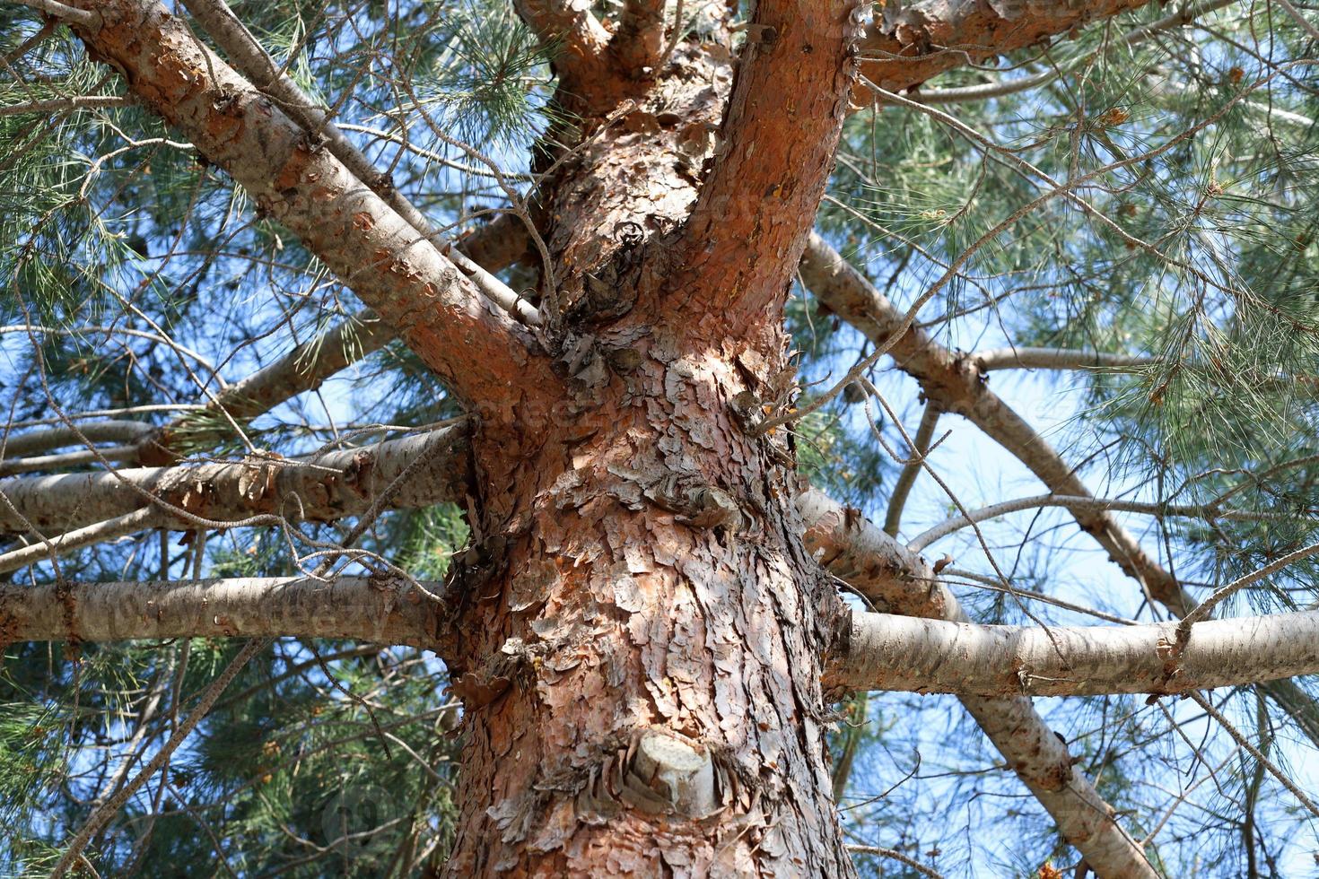 The trunk of a tall tree in a city park. photo