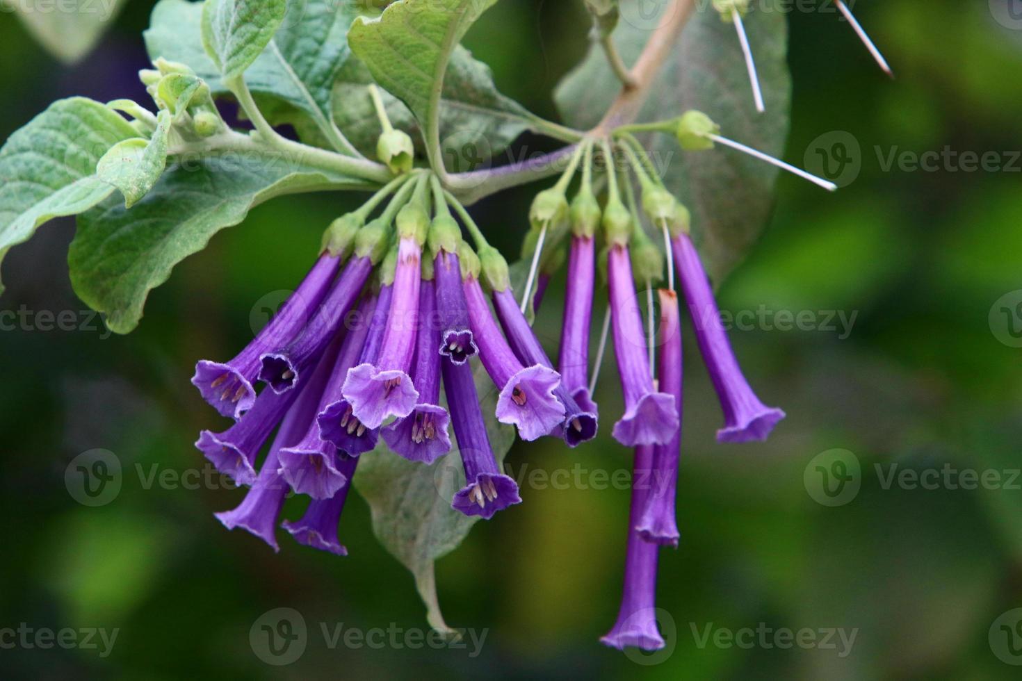 Summer flowers in a city park in Israel. photo