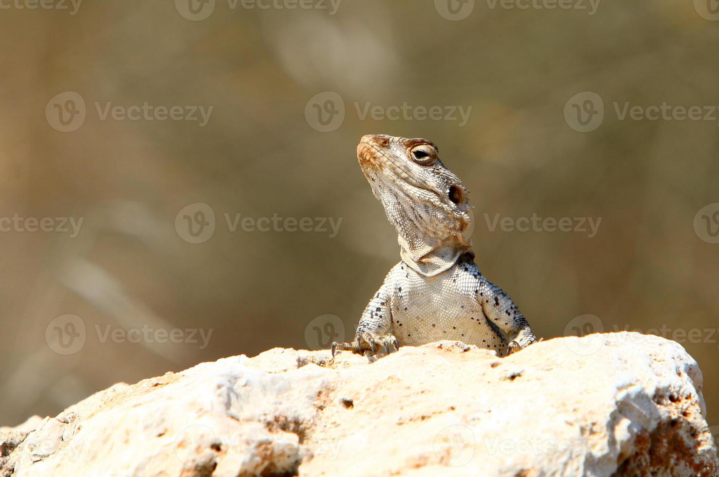 A lizard sits on a stone in a city park. photo