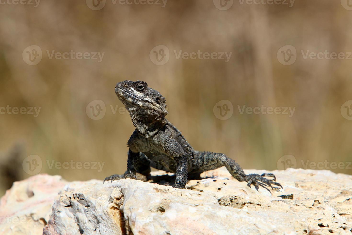 un lagarto se sienta en una piedra en un parque de la ciudad. foto