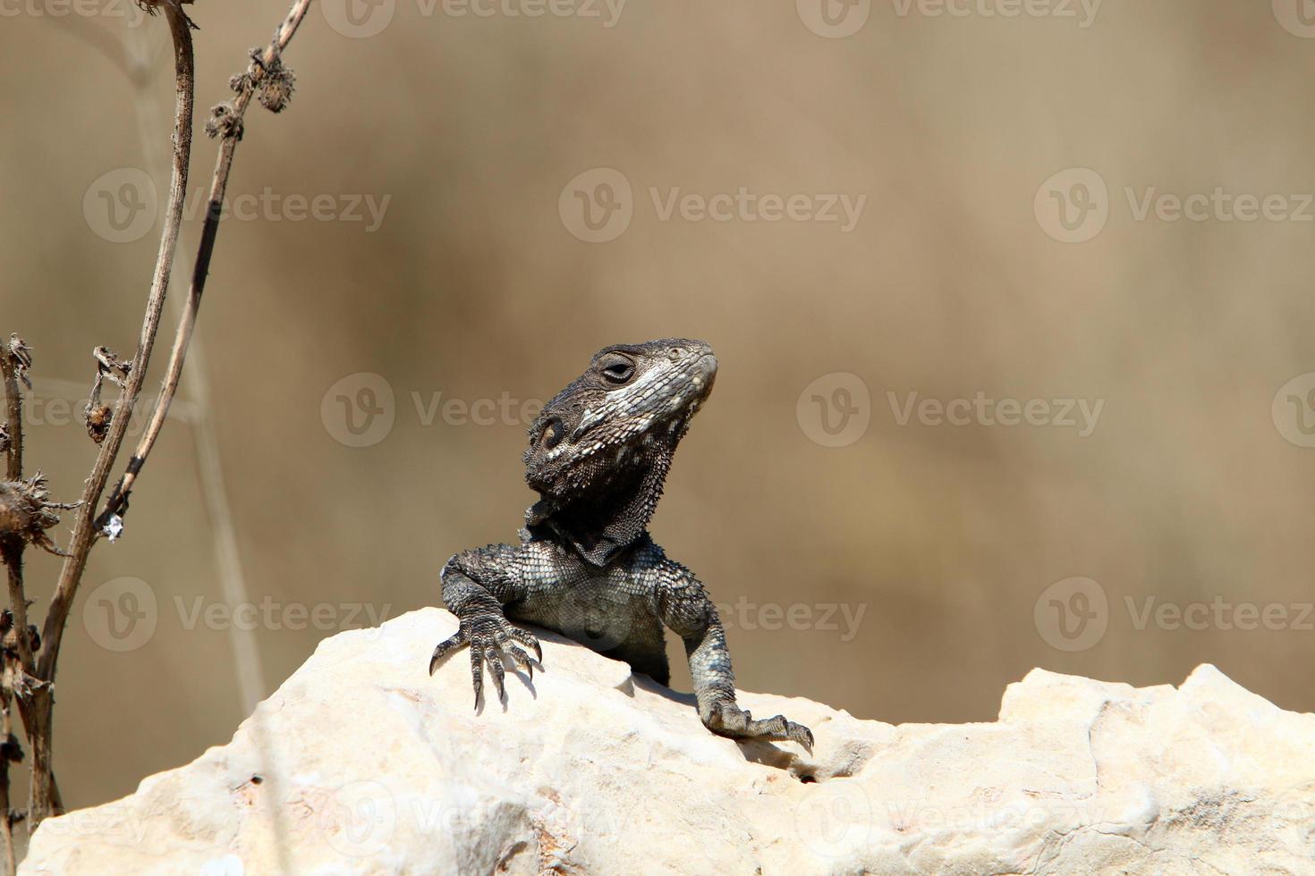 A lizard sits on a stone in a city park. photo