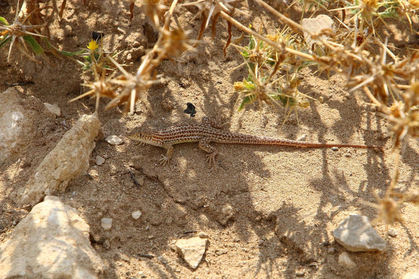 A lizard sits on a stone in a city park. photo