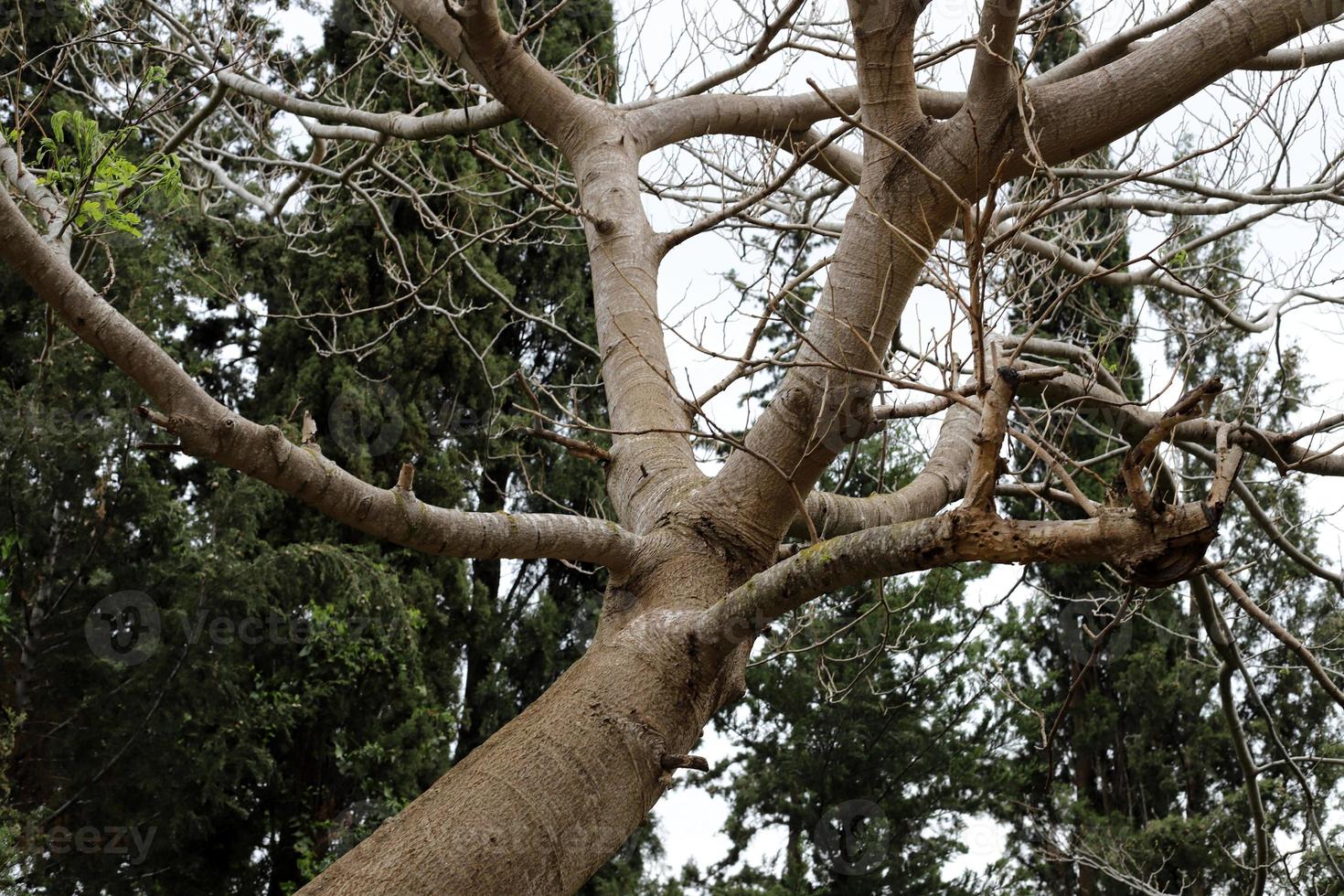 The trunk of a tall tree in a city park. photo