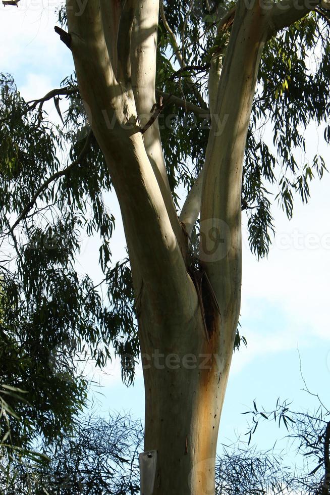 The trunk of a tall tree in a city park. photo