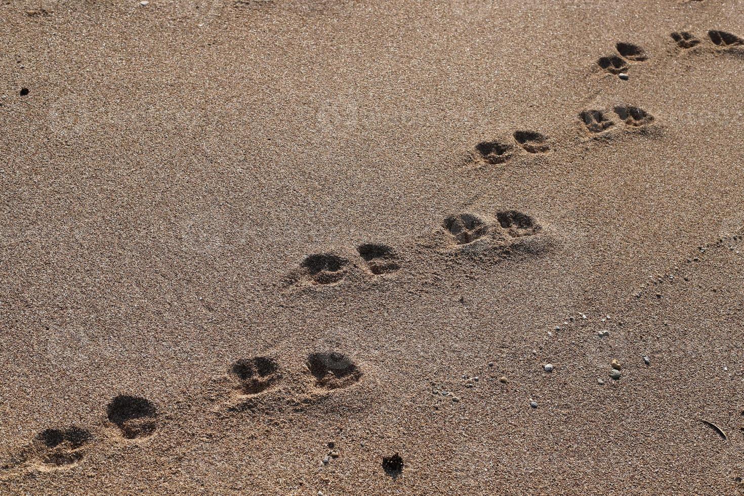 Footprints in the sand on the shores of the Mediterranean Sea. photo