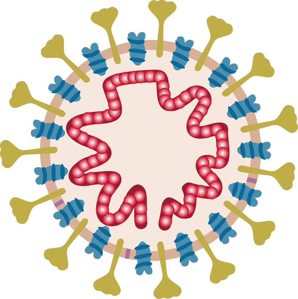 Coronavirus appearance and internal structure. Coronavirus cell. Pathogen respiratory coronavirus, SARS pandemic risk alert vector