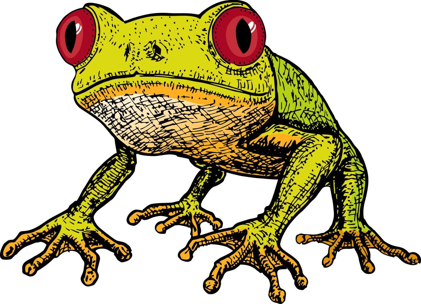 Vector image of a green tree-frog. Frog Red-eye. Sketch of frog, Hand drawn  illustration. 11244979 Vector Art at Vecteezy