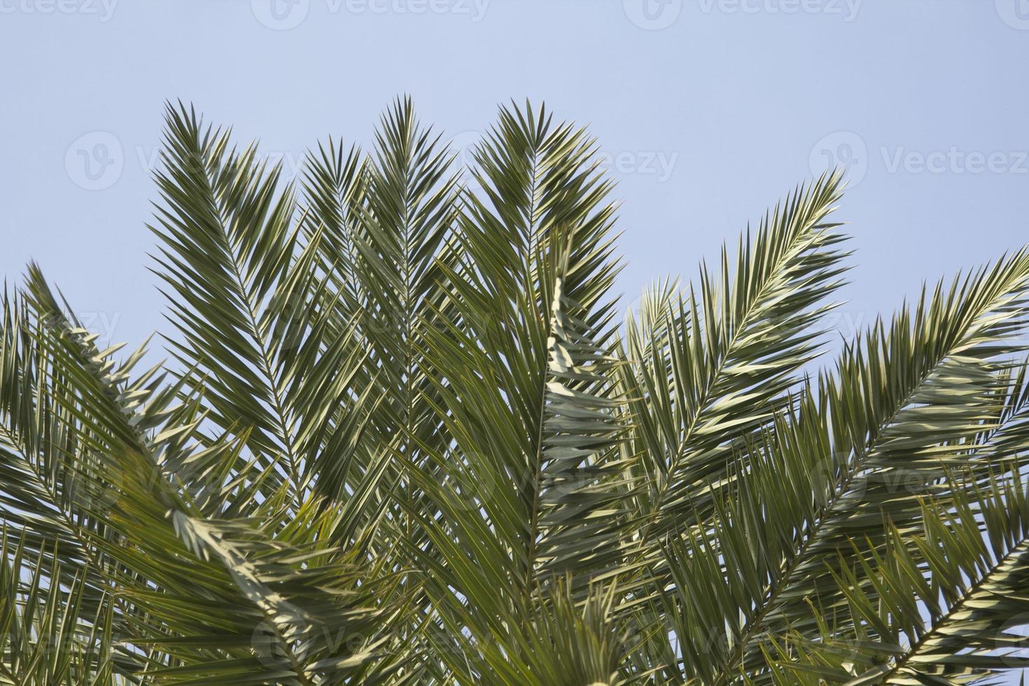 Leaves of palm trees are blowing in the summer breeze. In the evening, the atmosphere is shady and romantic, allowing you to see the delicate nature of the palm trees. photo