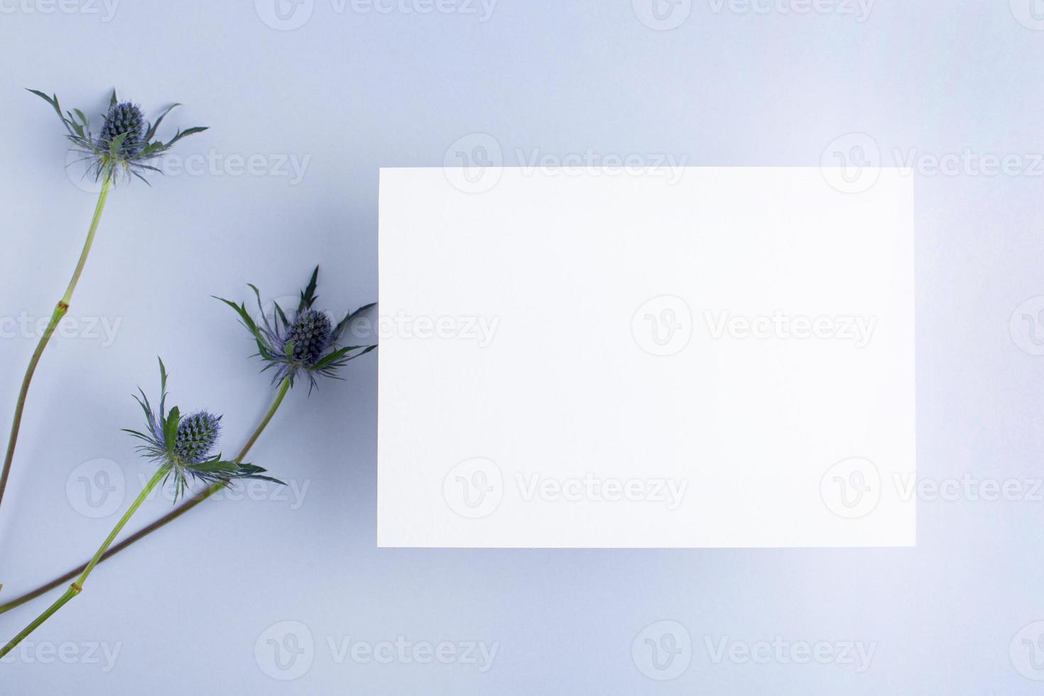 Template paper with green plant shadow on pastel beige background , great design for any purposes. Abstract background. Banner template. Advertising photo