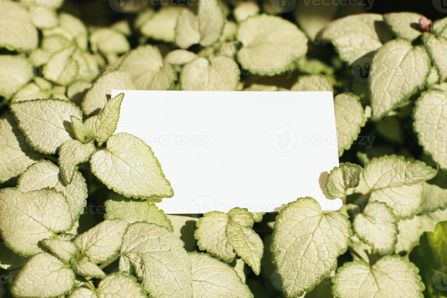 Flat card on leaves outside for web background design. White isolated background. Abstract landscape background. Happy holiday. Web banner template. Natural beauty. photo