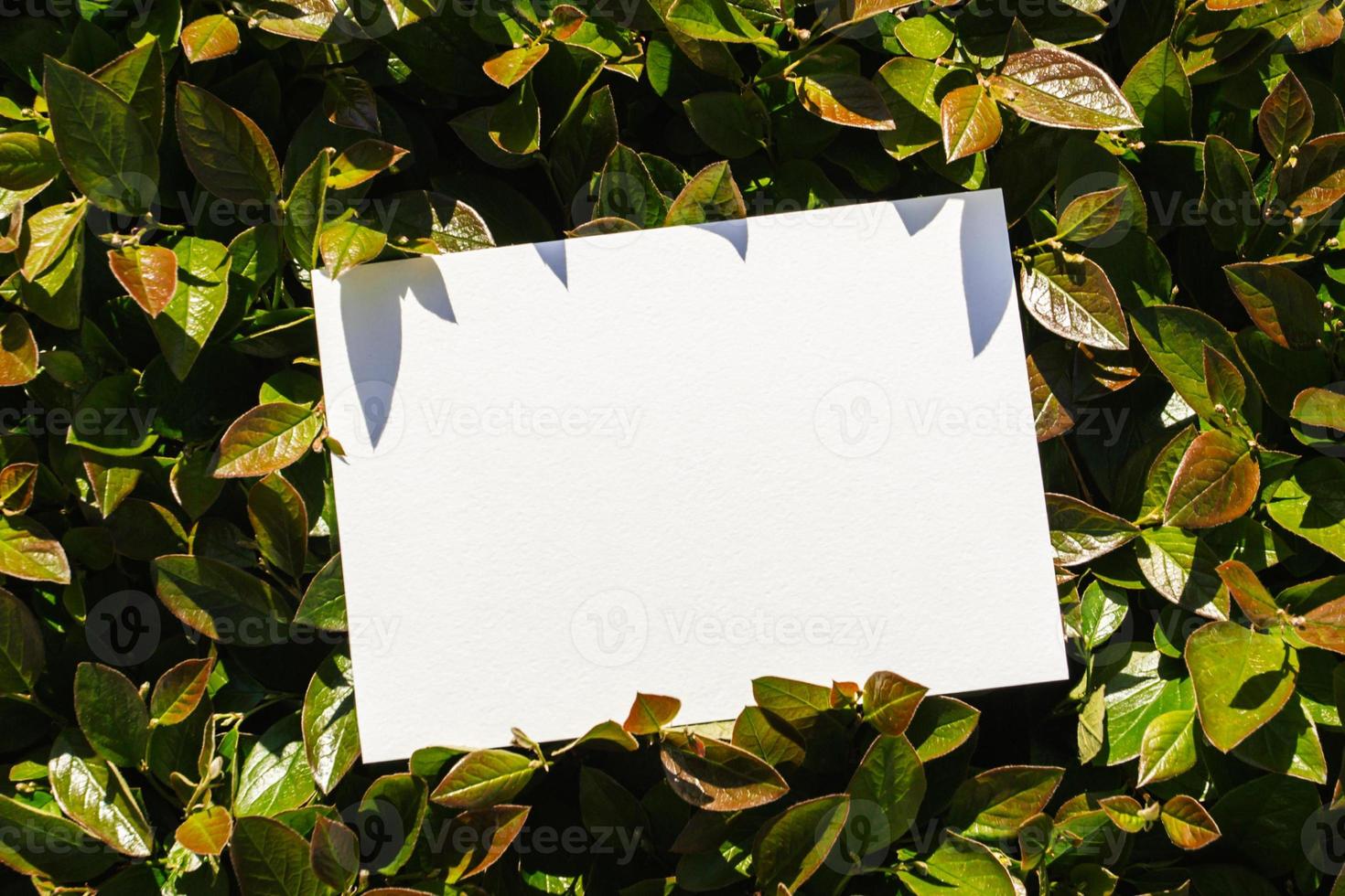 Flat card on leaves outside for web background design. White isolated background. Abstract landscape background. Happy holiday. Web banner template. Natural beauty. photo