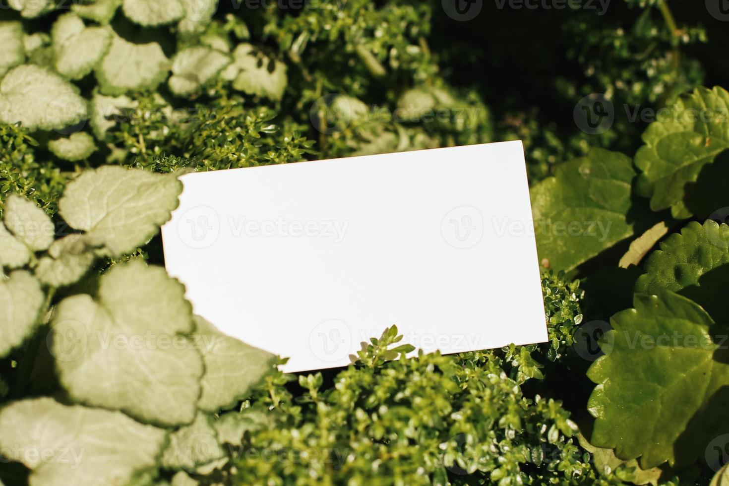 Flat card on leaves outside for web background design. White isolated background. Abstract landscape background. Happy holiday. Web banner template. Natural beauty. photo