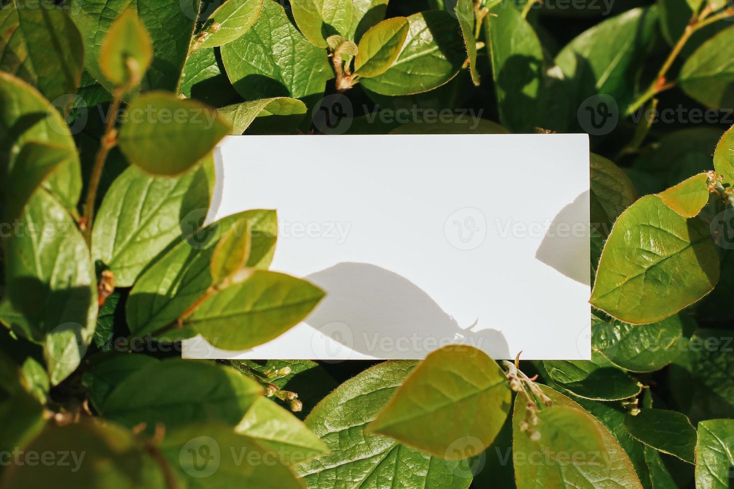 Flat card on leaves outside for web background design. White isolated background. Abstract landscape background. Happy holiday. Web banner template. Natural beauty. photo