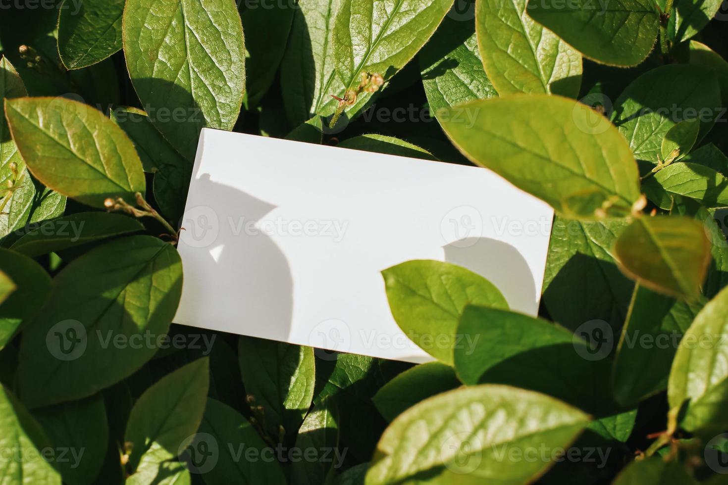 Flat card on leaves outside for web background design. White isolated background. Abstract landscape background. Happy holiday. Web banner template. Natural beauty. photo
