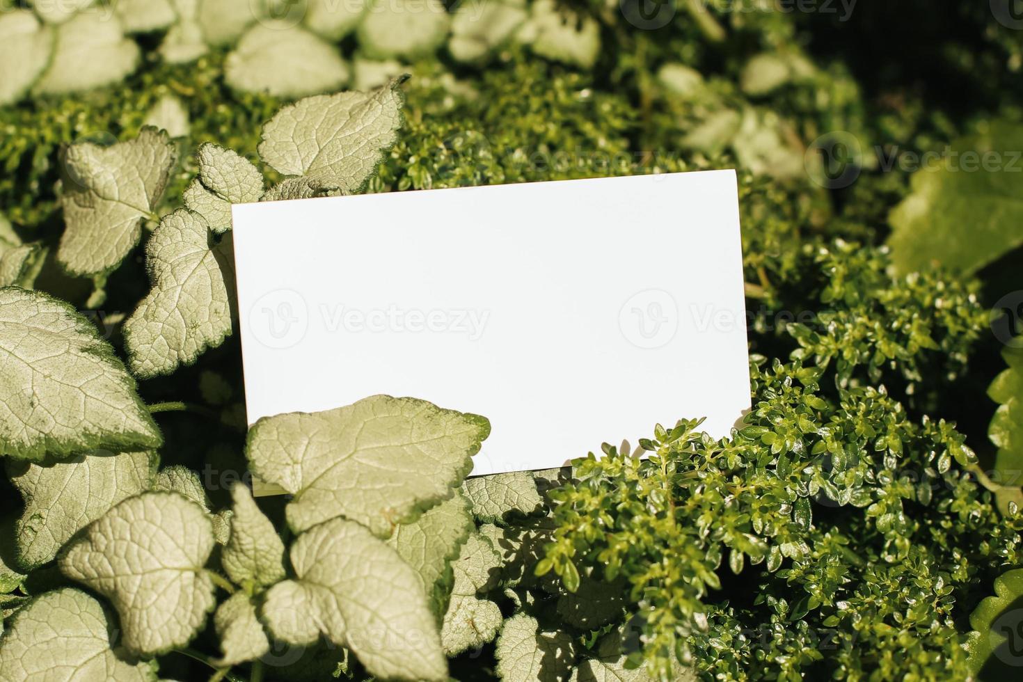Flat card on leaves outside for web background design. White isolated background. Abstract landscape background. Happy holiday. Web banner template. Natural beauty. photo
