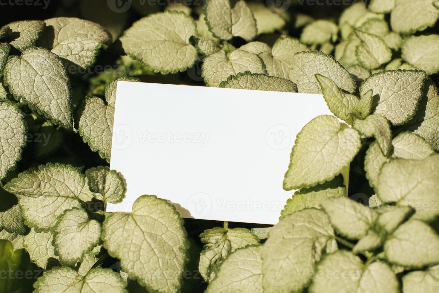 Flat card on leaves outside for web background design. White isolated background. Abstract landscape background. Happy holiday. Web banner template. Natural beauty. photo