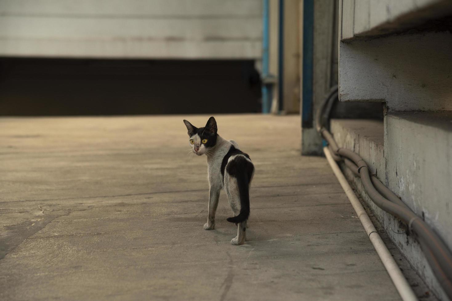 un gato parado y girando la cabeza en la pasarela foto