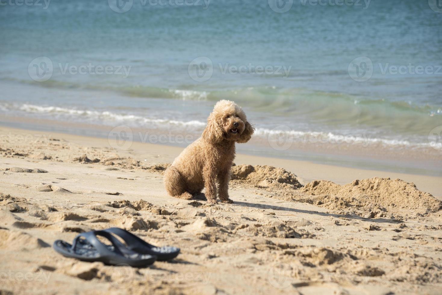 A dog sitting on  the beach photo