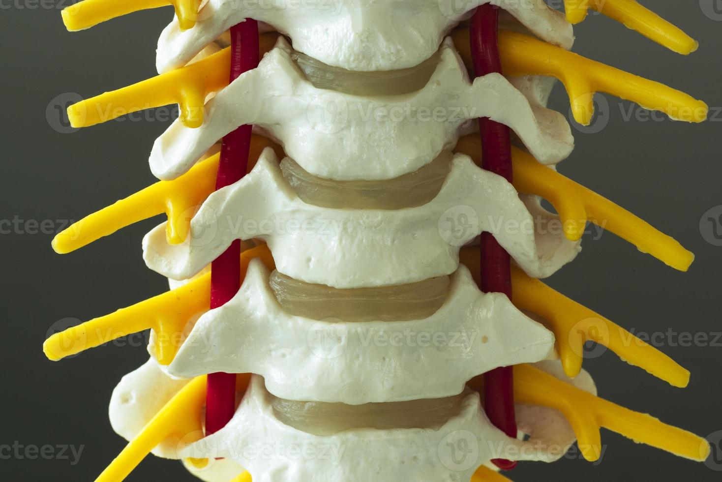 Close-up view of cervical spine model photo
