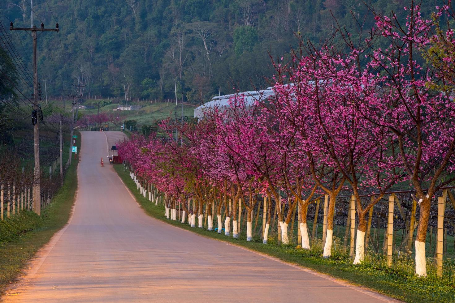 ruta rosa derivada de la belleza de sakura, flores de cerezo en la estación agrícola real de la montaña doi angkhang angkhang foto