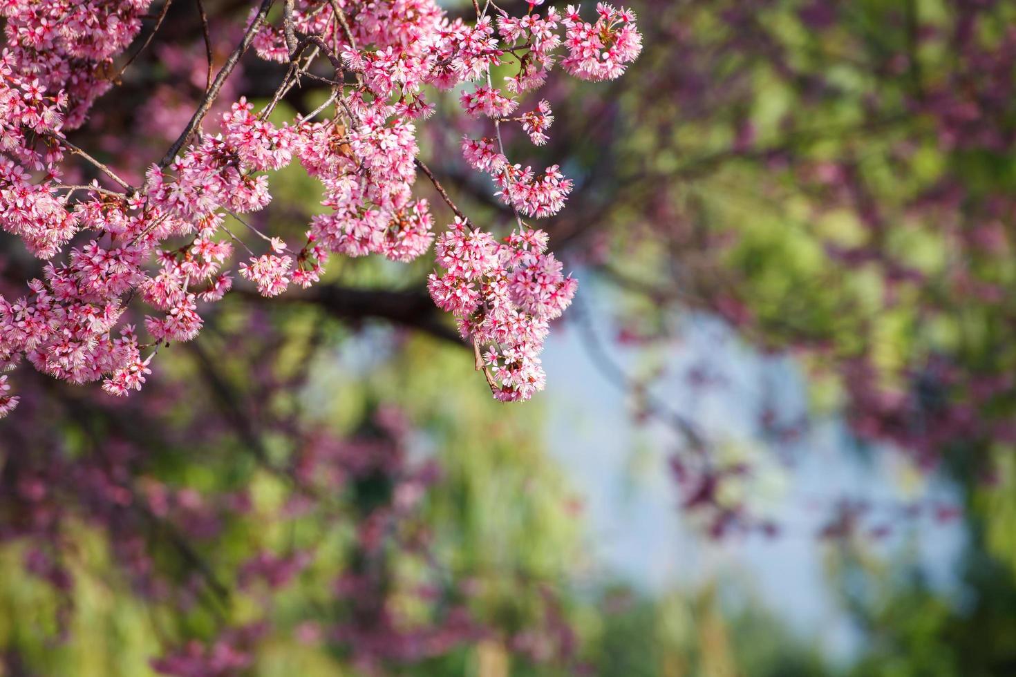 Close up branch with pink sakura blossoms photo