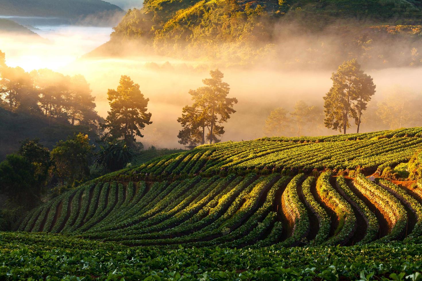 amanecer brumoso en el jardín de fresas en la montaña doi ang khang, chiangmai foto