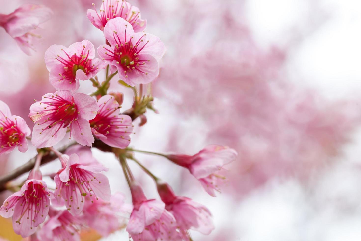 spring sakura pink flower abstract nature background photo