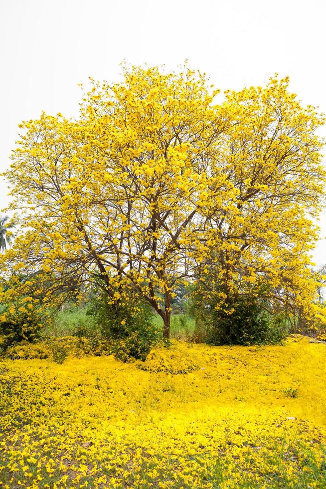 Tabebuia chrysotricha yellow flowers photo