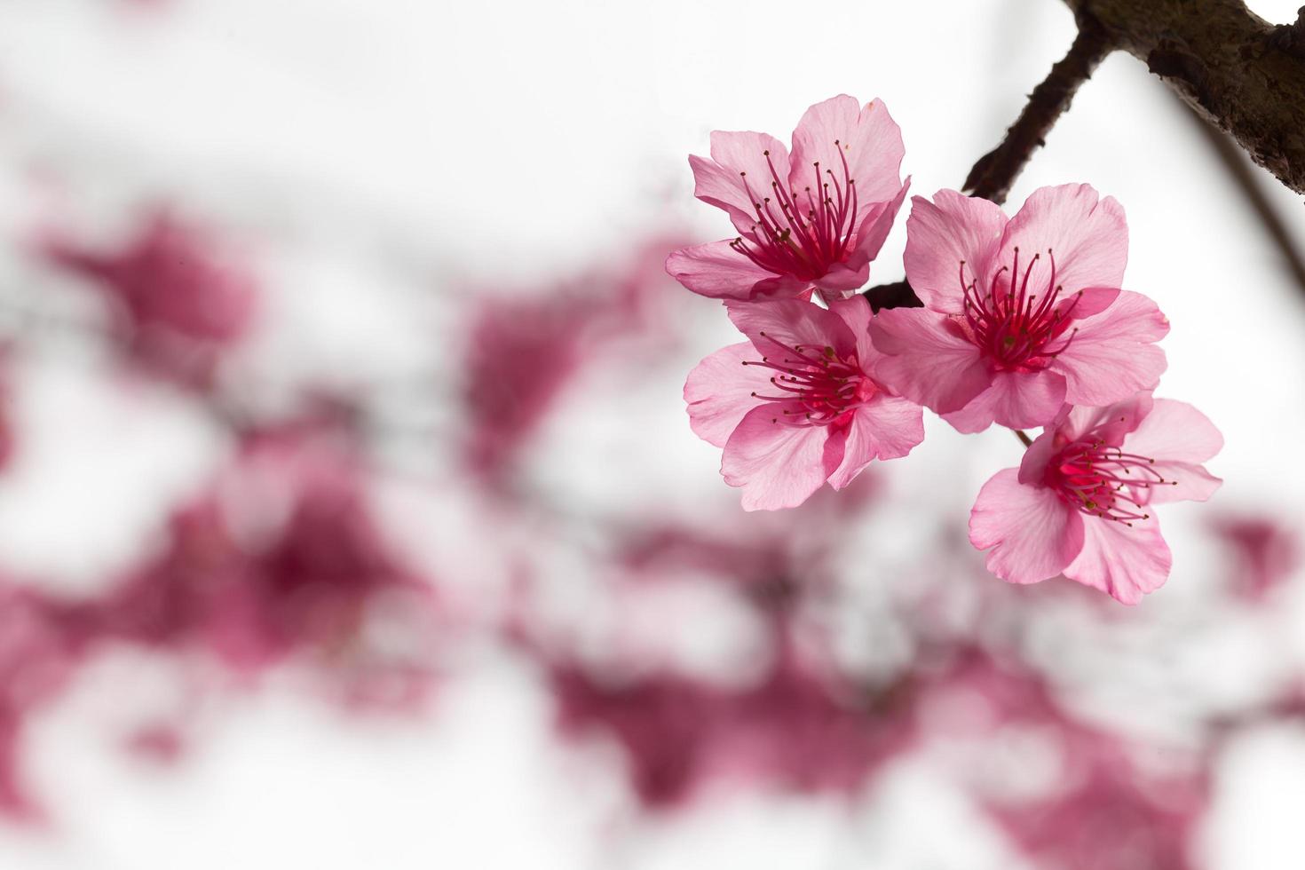Branch with pink sakura blossoms. photo