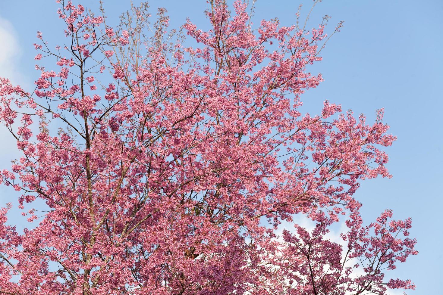 Close up branch with pink sakura blossoms photo