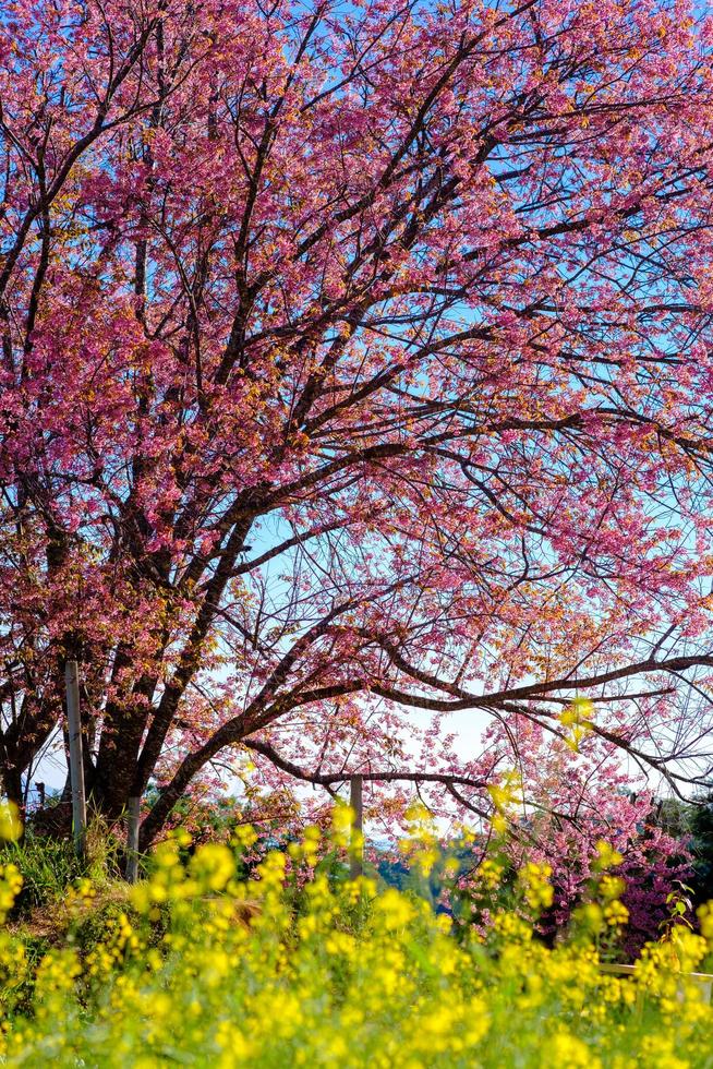 Cherry blossom in Khun Wang ChiangMai, Thailand. photo